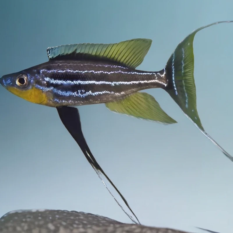 三湖慈鲷黑脚航母热带鱼观赏鱼活体好养型热带观赏鱼淡水好养耐活