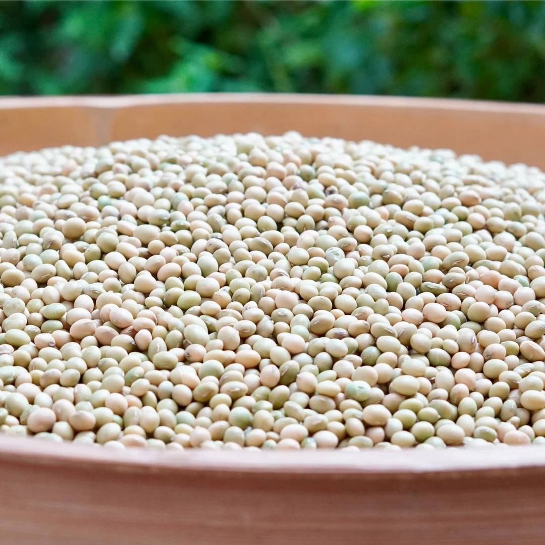 江西赣南农家种植青皮豆