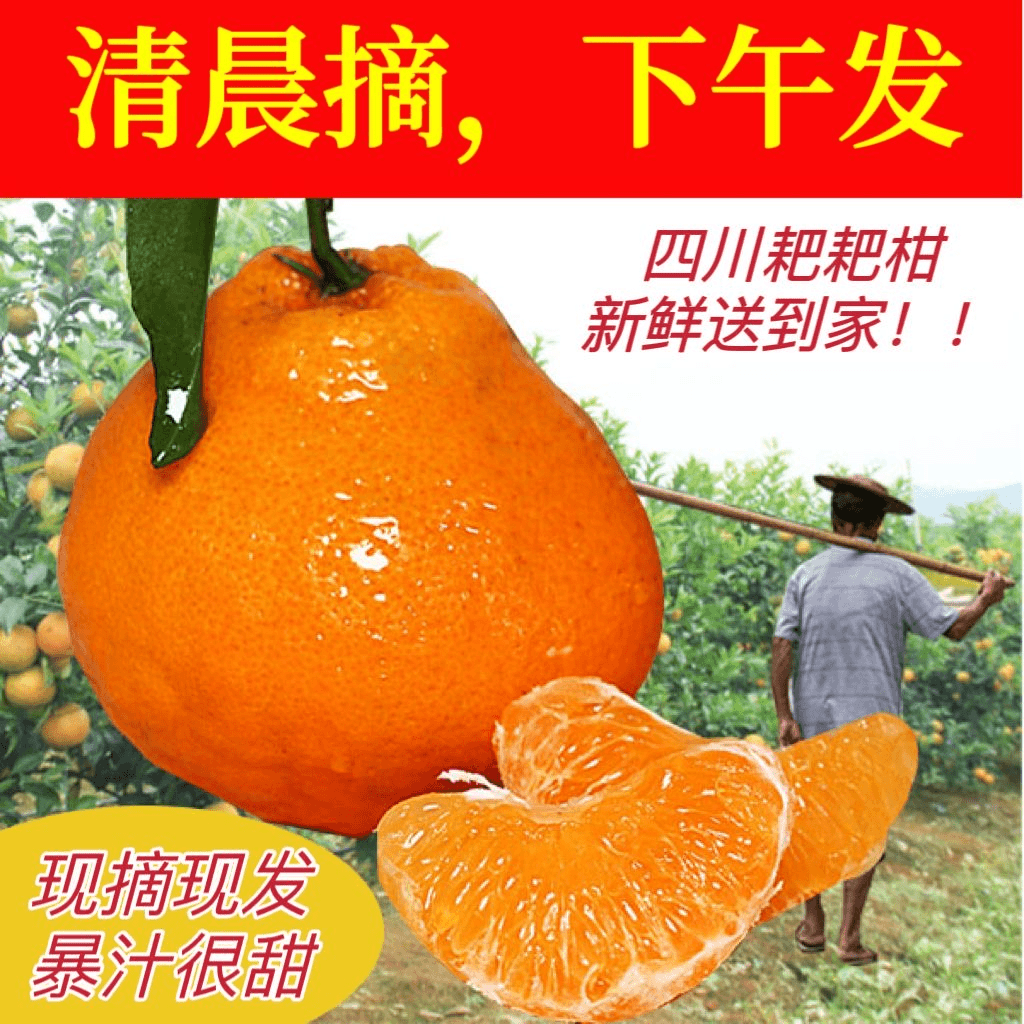 【优】四川特产水果春见耙耙柑 当季鲜果现摘现发鲜嫩多汁