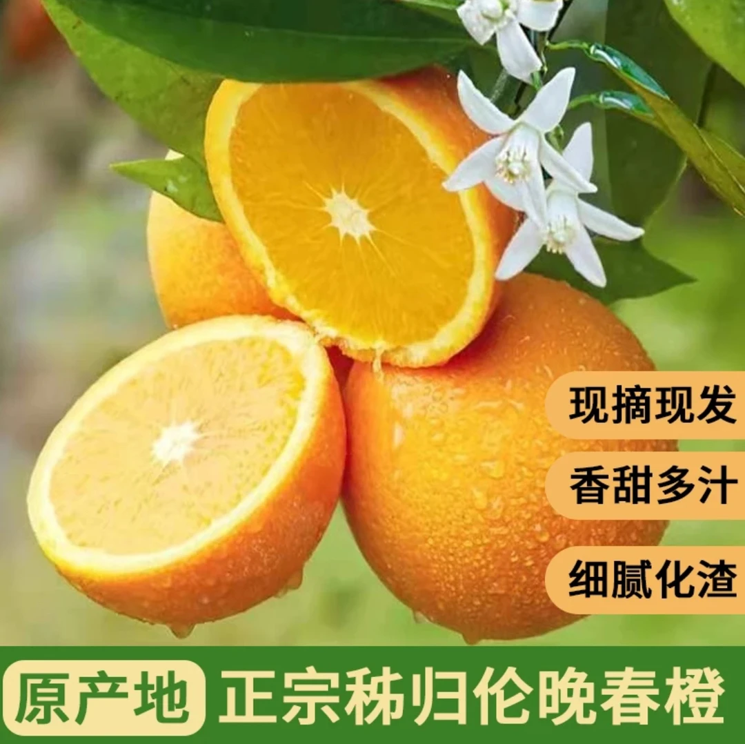 正宗湖北秭归春橙伦晚自家果园现摘现发新鲜健康应季不打蜡不泡药