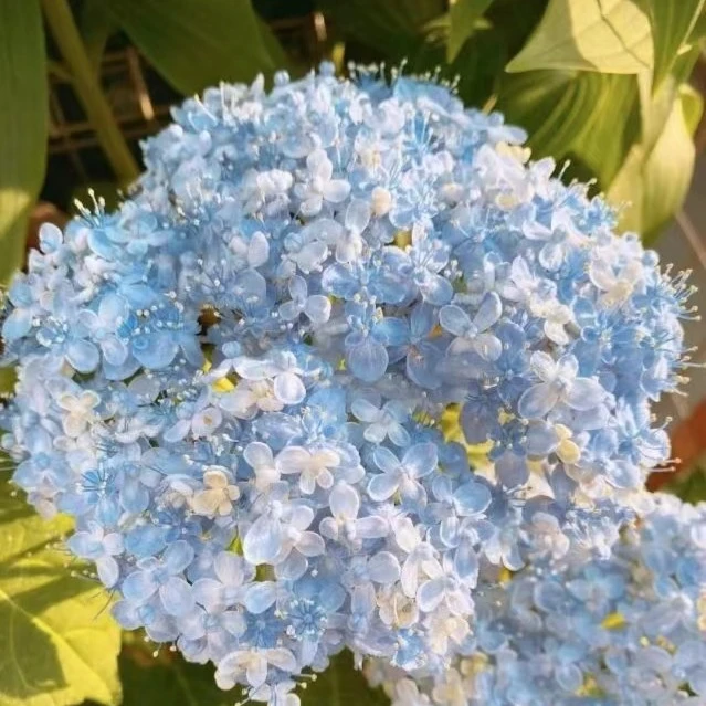 有松《品质绣球基地直发》