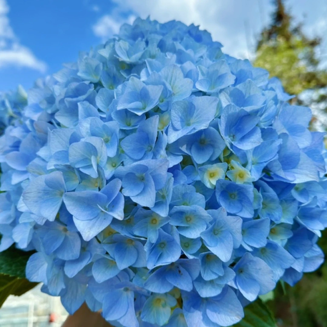 大海蓝  大花绣球