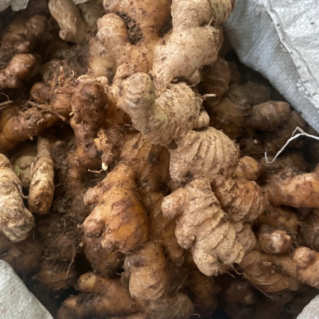 贵州高山新鲜小黄姜 生姜（精选）