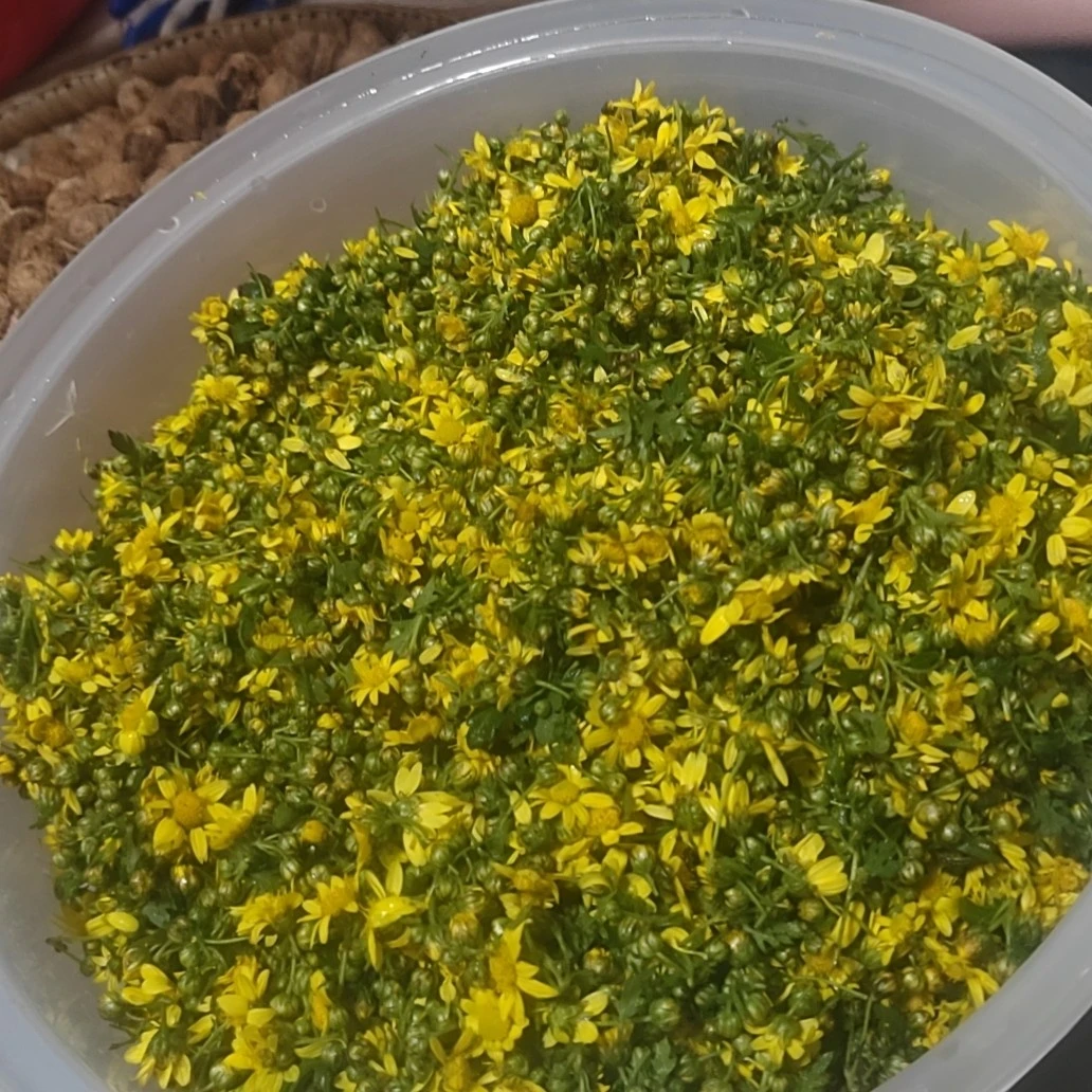 【高山野菊花】纯正100%野生 特级菊花 先蒸后干 新货 不熏硫无添加