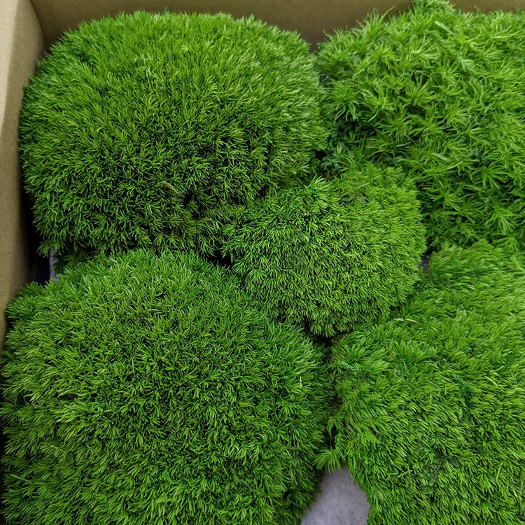 苔藓青苔人工驯化白发藓鲜活苔藓造景微景观生态缸水陆缸雨林缸