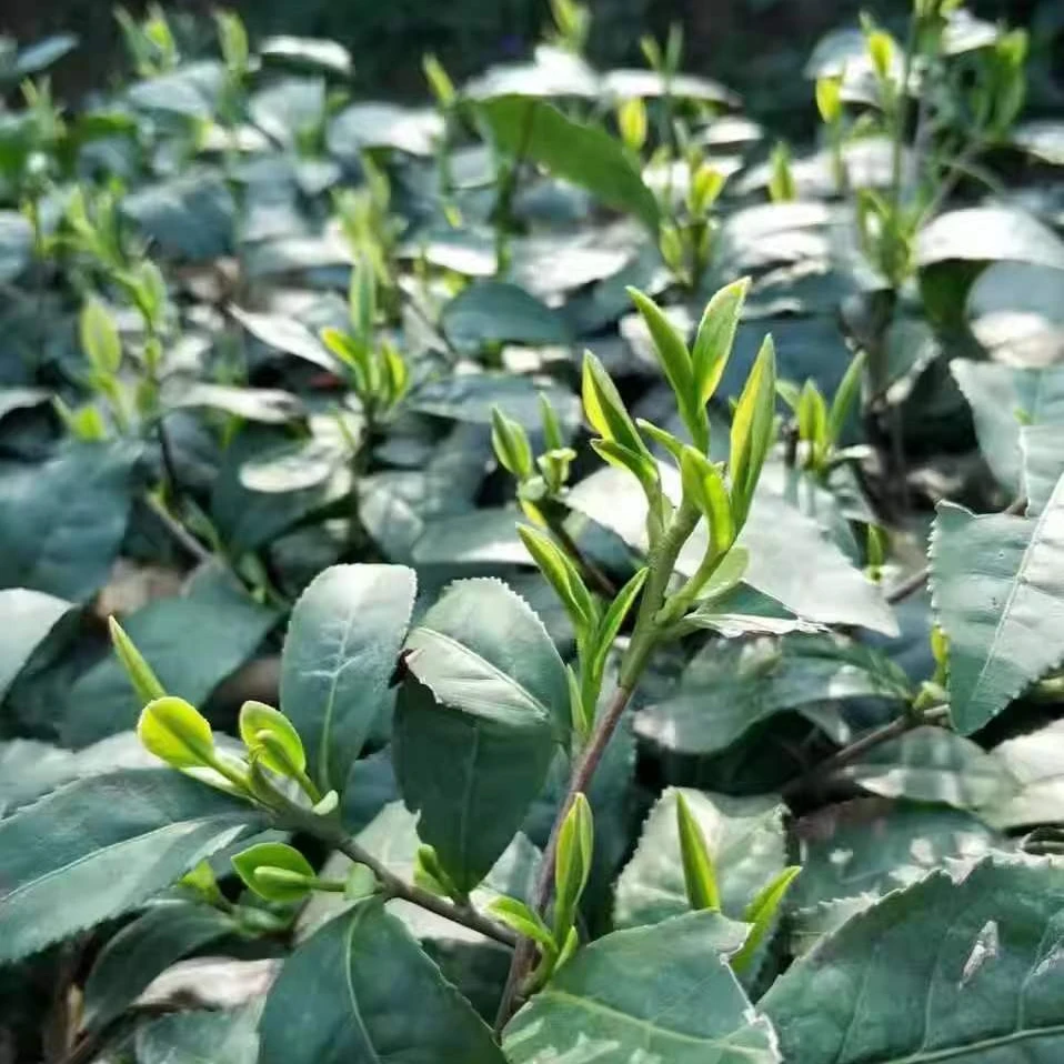 丰家冲芽叶楼头信阳毛尖2025新茶雨前芽叶浉河港原产地直发