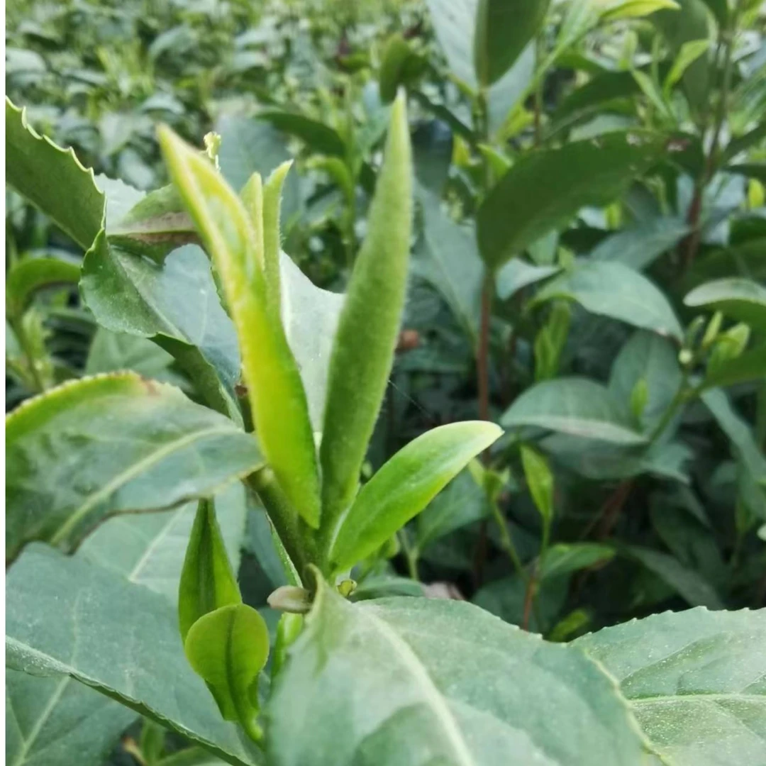 福利白马山雨前早期小芽叶中芽信阳毛尖2024新茶高山茶原产地直发