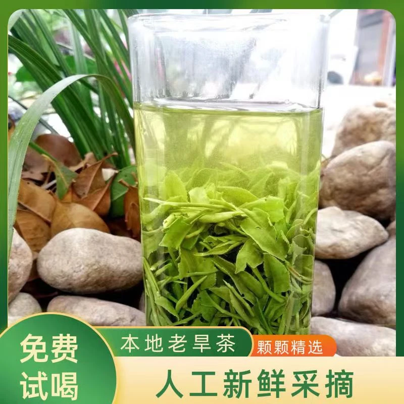 春尾大叶口粮茶2025新茶雨后信阳茶叶绿茶一芽多叶春茶