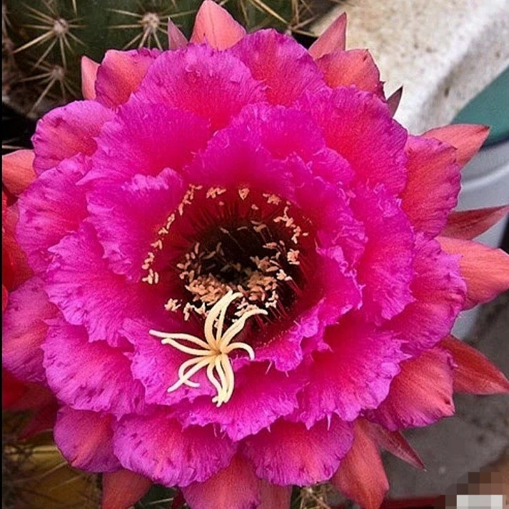 开花仙人球 毛花柱威廉的流苏侧芽 两单包邮