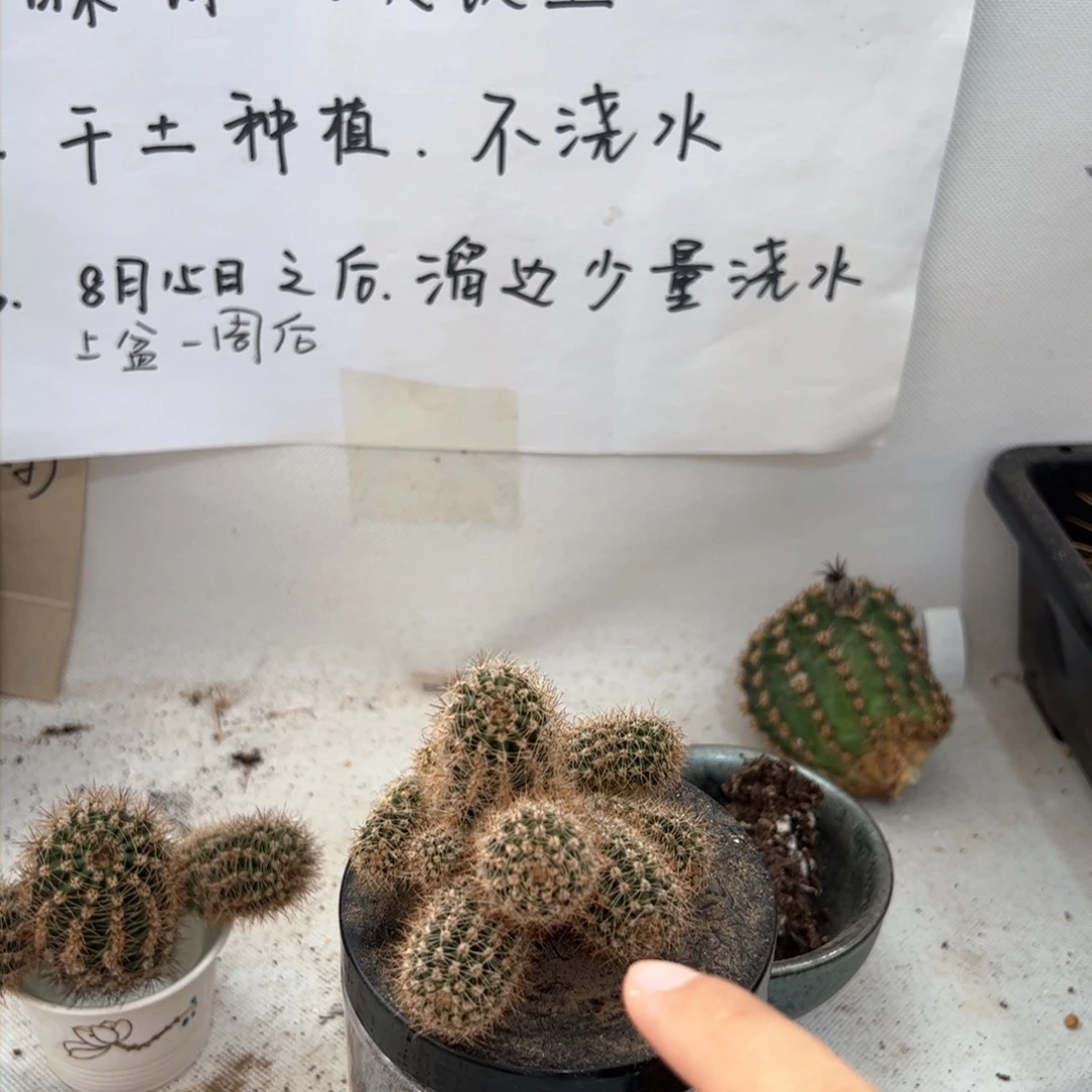 粉洛群生26.8元无根