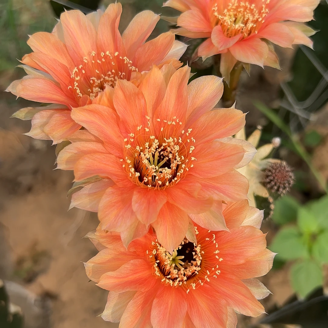 开花仙人球 新品香槟色黑金刚 无根侧芽