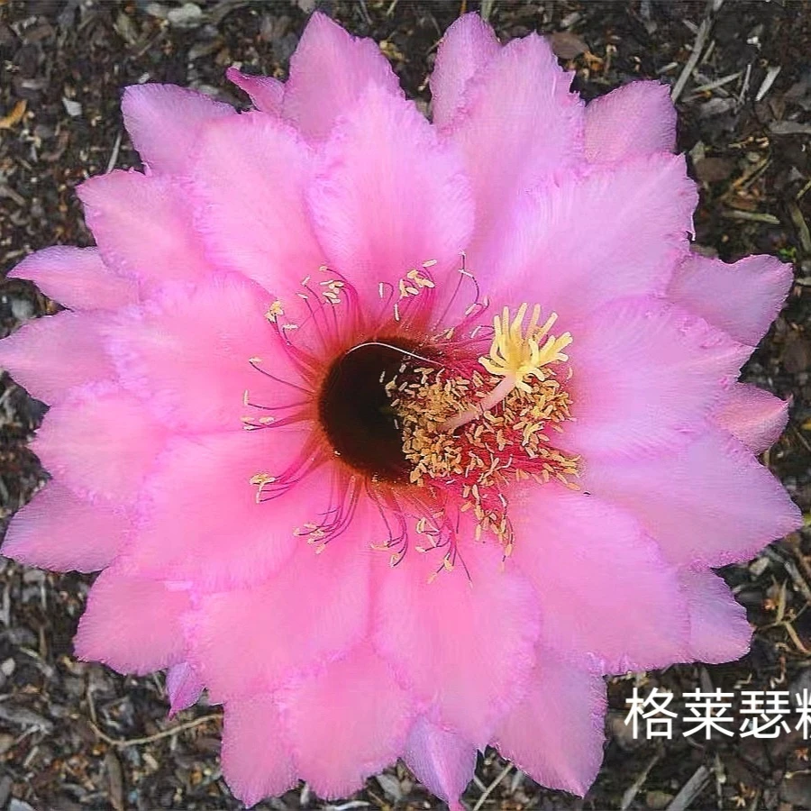 开花仙人球 毛花柱 格莱瑟糖果侧芽