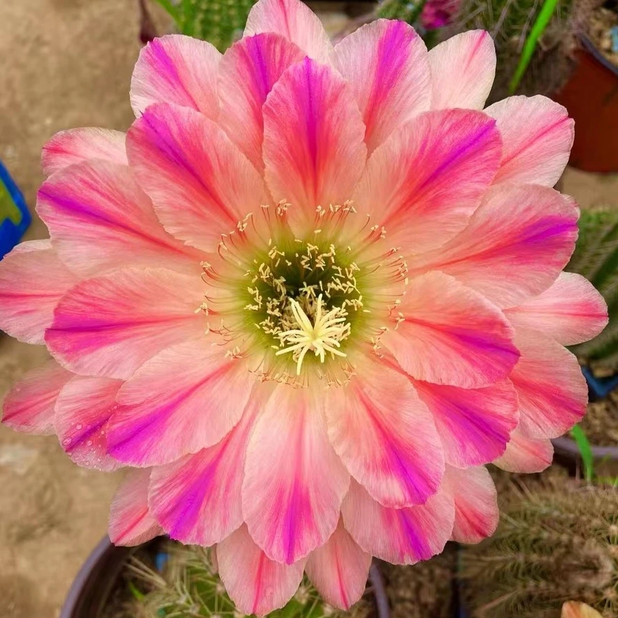 开花仙人球 毛花柱 粉色条纹 两单包邮