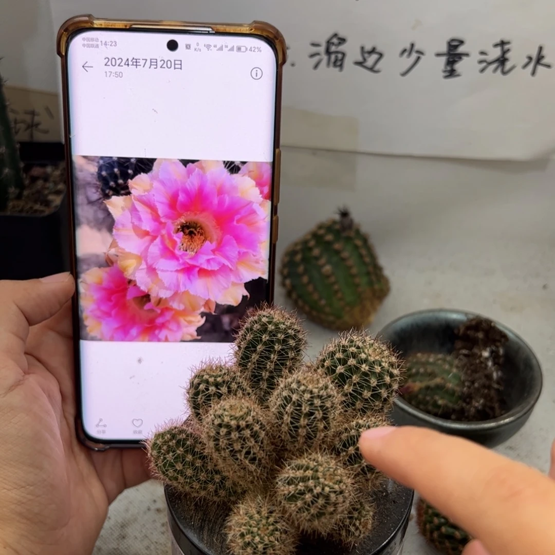 粉洛群生35元无根