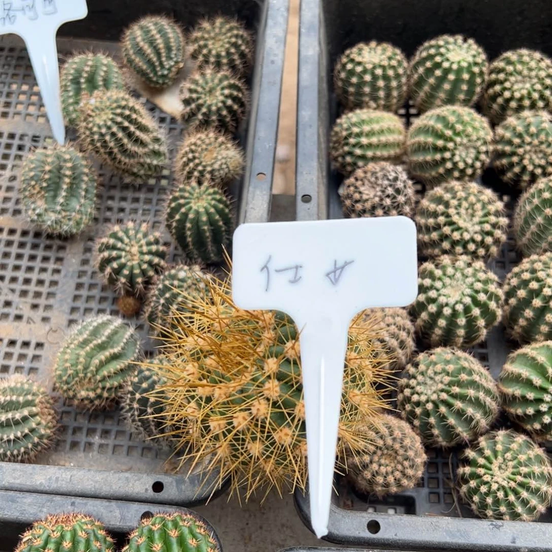 仕女大侧芽35元毛花