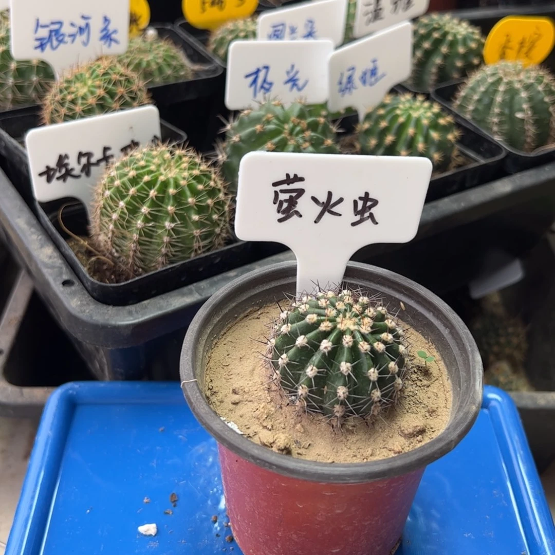 萤火虫有根16.8元