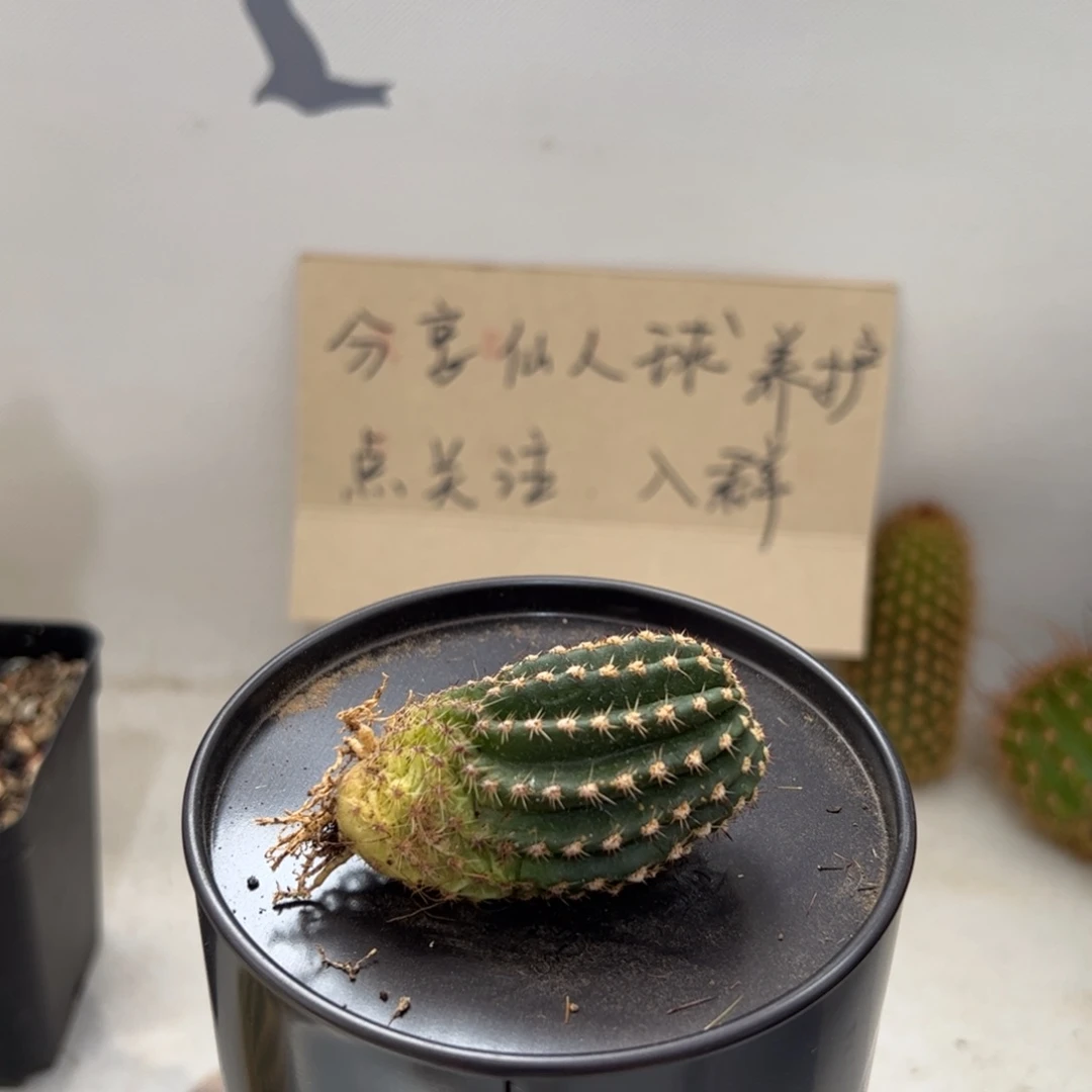 橙红黑金刚10元有根