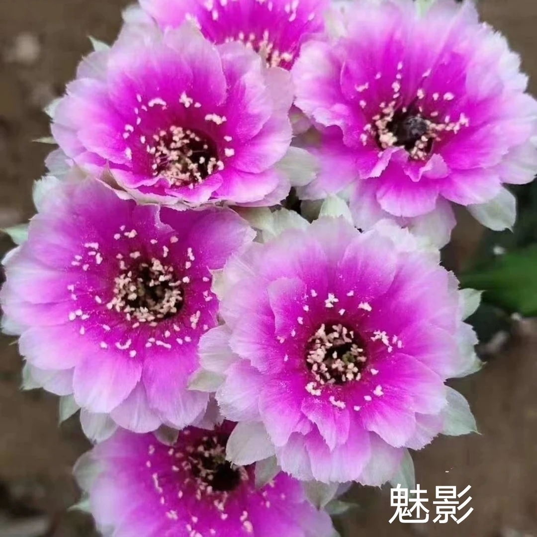 开花仙人球 丽花 魅影侧芽 两单包邮