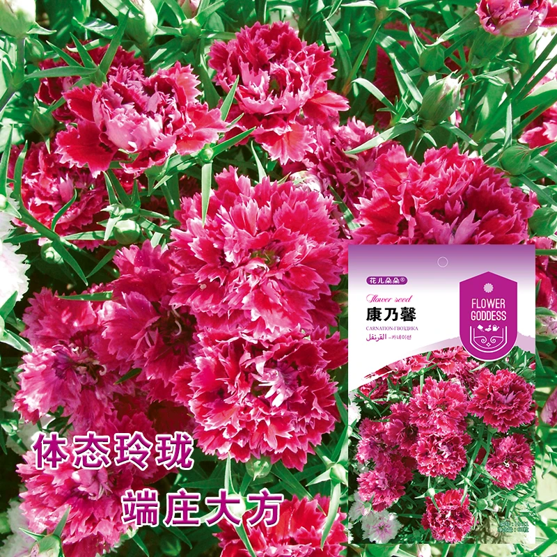 花儿朵朵花仙子康乃馨种子拍2发3！拍3发5！
