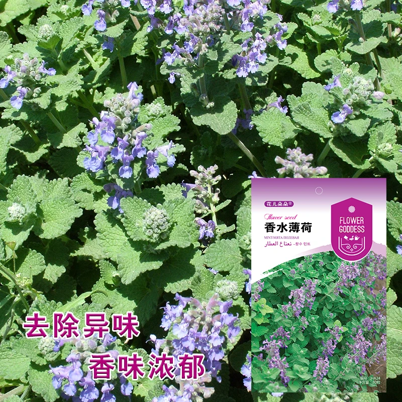 香水薄荷种子四季种植易活芳香柠檬驱蚊家庭园艺绿化花海播种