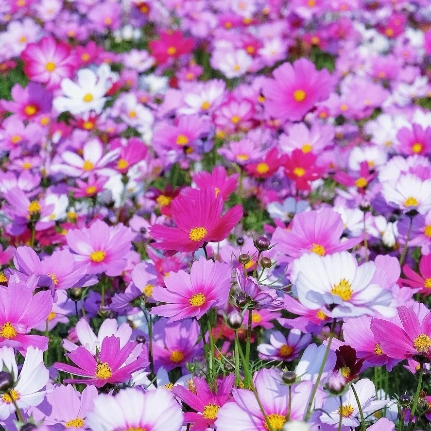 波斯菊格桑花籽混色花种四季开花室内阳台庭院室外易活花海景观