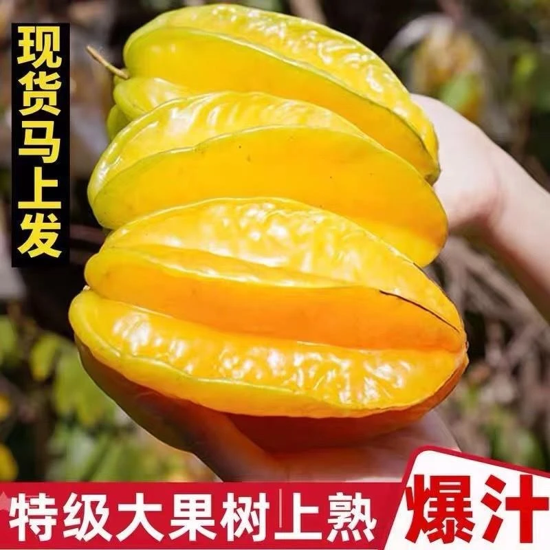 新鲜杨桃水果新鲜孕妇当季农家现摘香甜多汁五角星红扬桃现摘现发