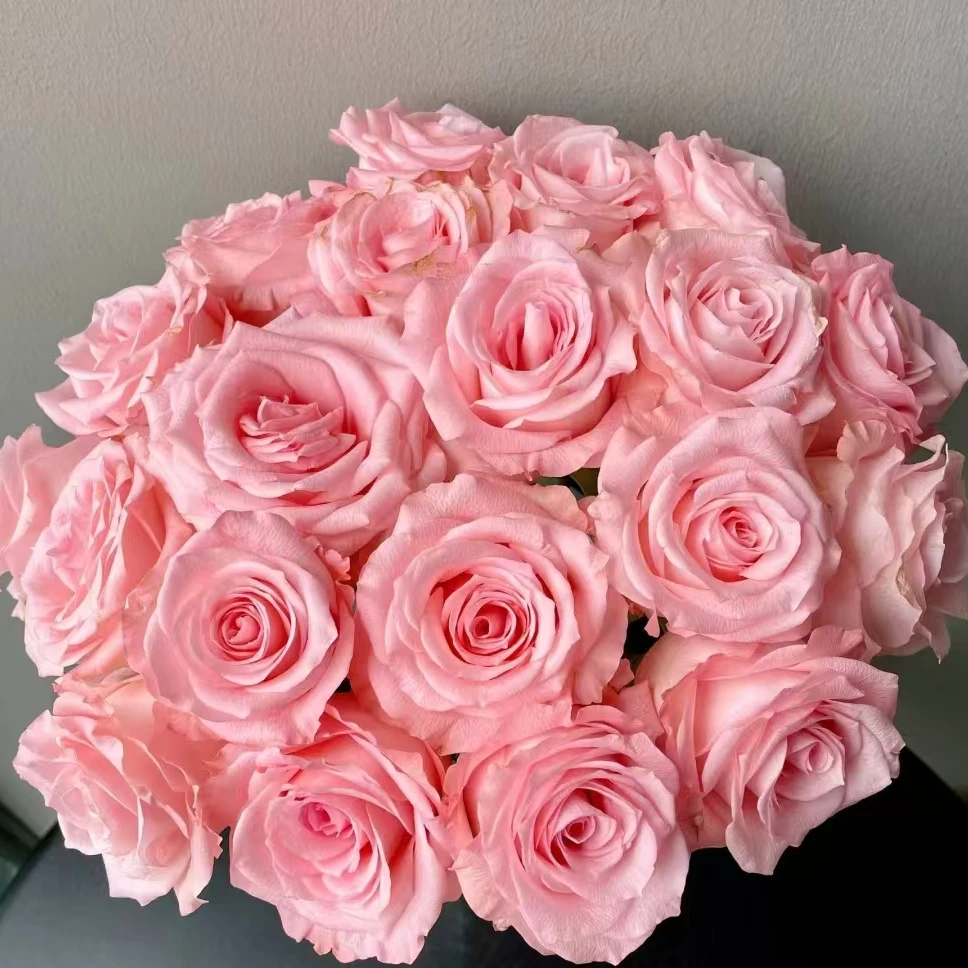 【源头甄选】戴安娜单头玫瑰 云南基地现采现发 两单顺丰冷链包邮