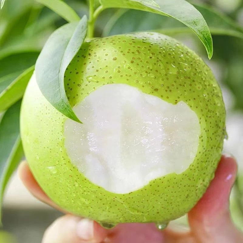 青皮梨甘甜皇冠梨皮薄脆甜无渣水果砀山梨包邮新鲜汁水多河北梨子