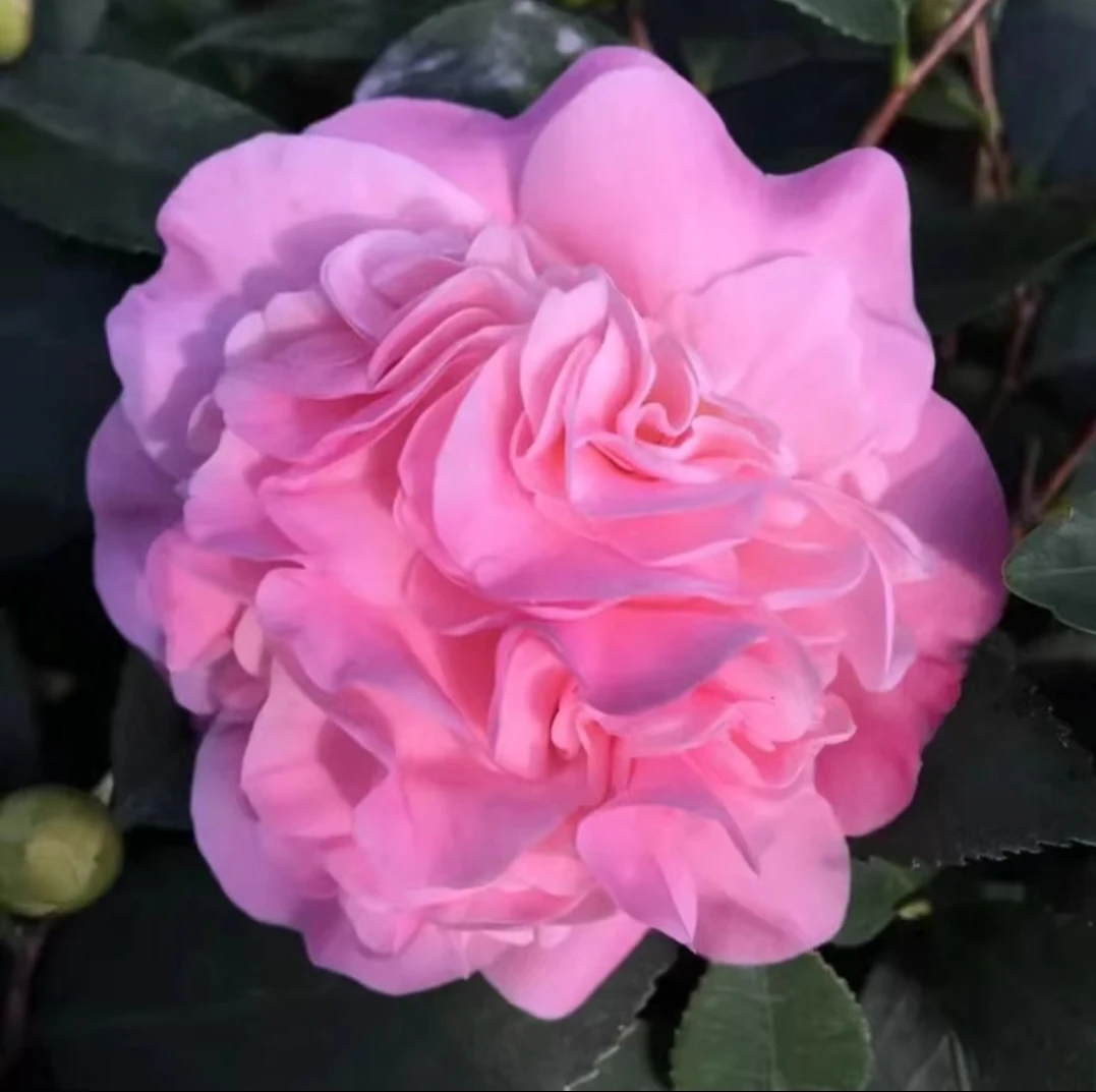 浓香型山茶花耐寒耐热香妃茶花