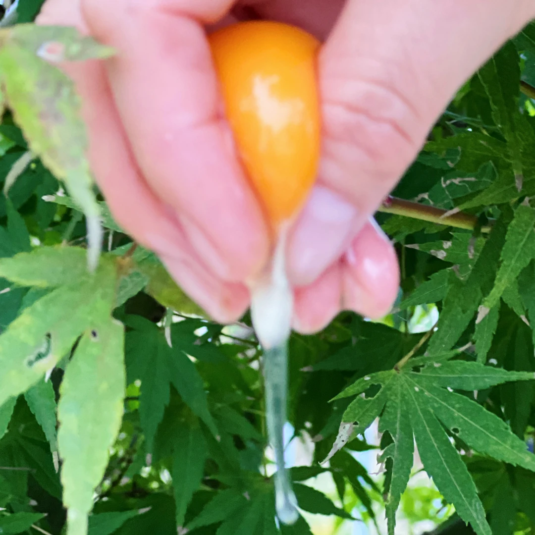 安徽九华山皖南【正宗土鸡蛋】0沙门氏菌0抗生素营养50枚破损包赔