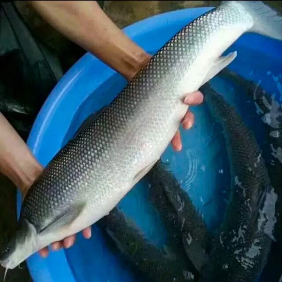 银鳕鱼小鱼淡水鱼塘养殖食用观赏均可