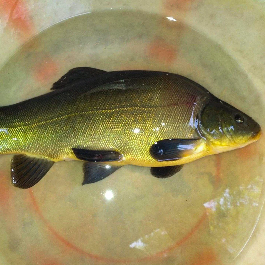 丁桂鱼四川发货淡水养殖食用观赏均可