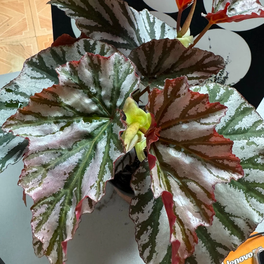 【海威秋海棠】盆栽竹节类室观叶植物（直播间苗情为准）