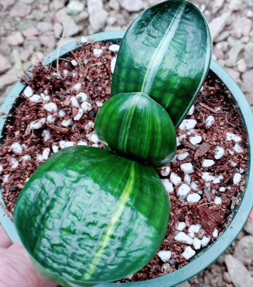 【直播间专拍】君之舞彩兰苑家彩兰基地直销绿植花卉