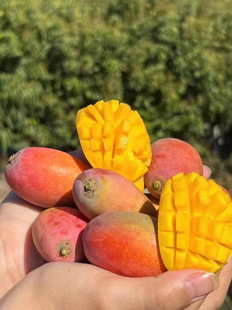云南永仁金沙江畔小贵妃芒果三斤，五斤，九斤包邮