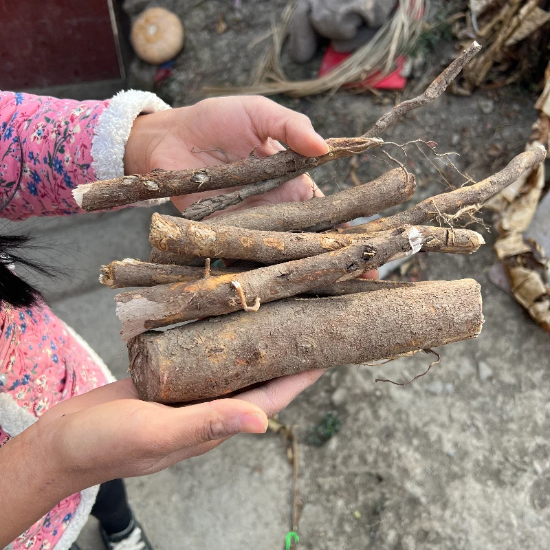 【福利】 阿衣自挖 大凉山甘洛 野生木姜子