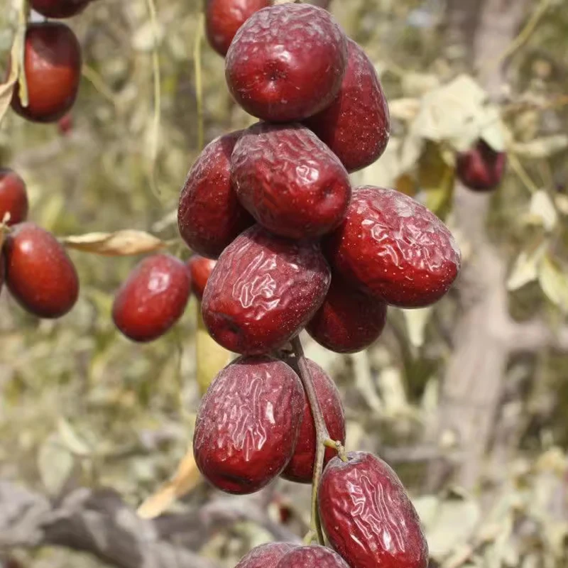 新疆和田懒汉枣红枣年货