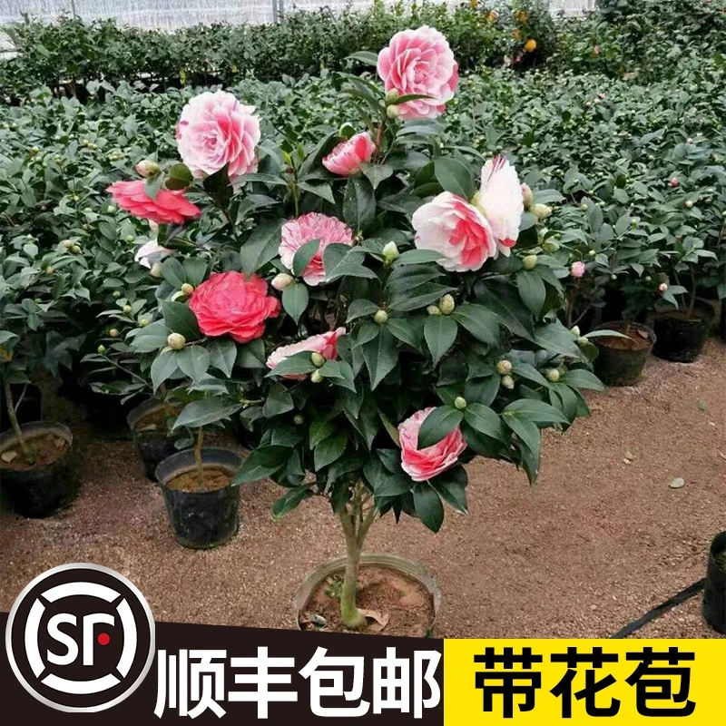 五色赤丹茶花多色花庭院绿植别墅阳台绿植