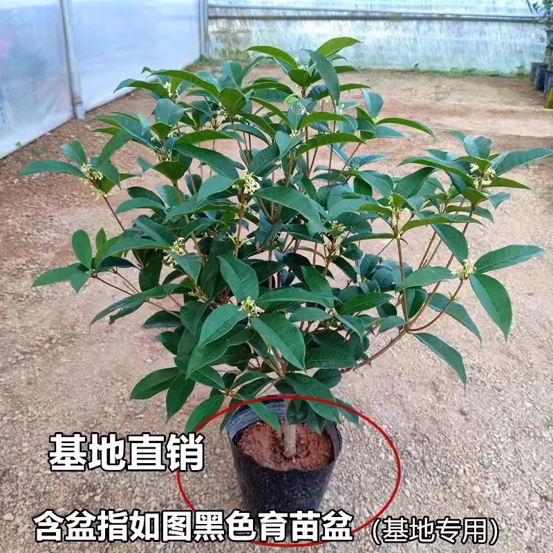 四年半多枝条四季桂花室内外花卉庭院绿植盆栽易成活
