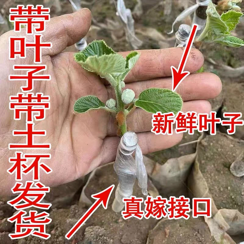 盆栽地栽嫁接猕猴桃树苗南北方种植