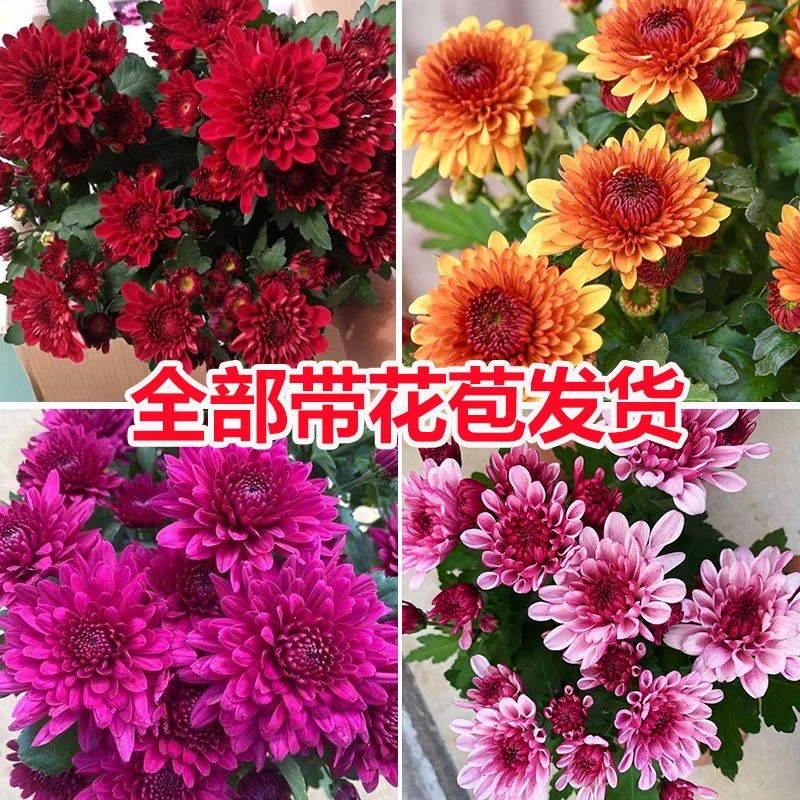 四季荷兰菊盆栽，带花苞发货