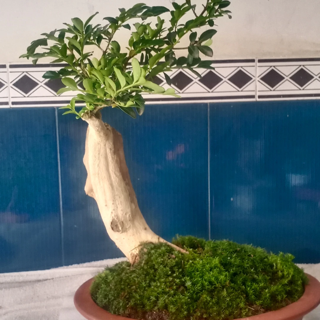 山木香映山红绿植盆栽黄杨盆景小盆景