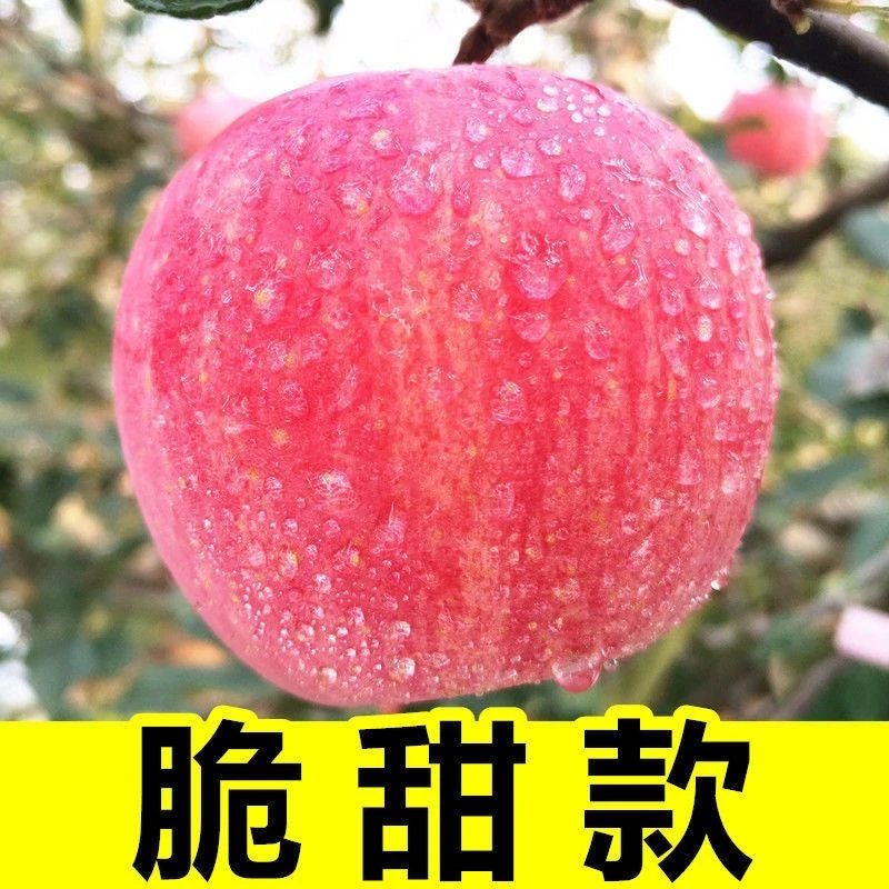【顺丰精品礼盒】红富士苹果 坏果包赔 脆甜多汁多仓发货