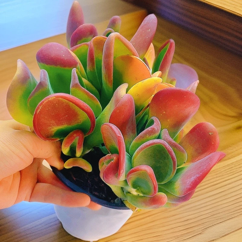 三岁老桩家火狐狸整桩群生脱土发任意两单包邮多肉植物