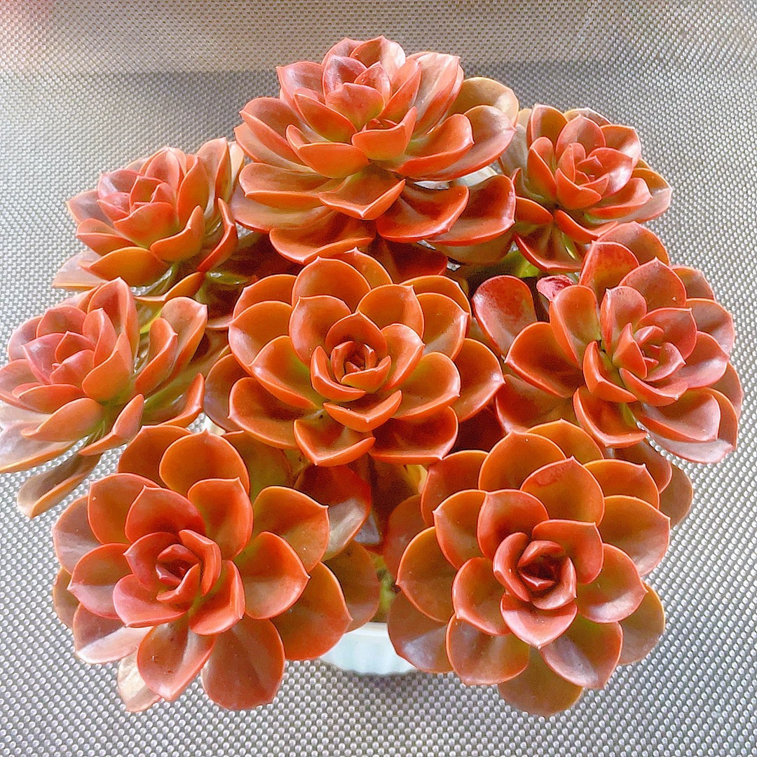 红酒巧克力【原盆原土发】多肉任意两单包邮 盆栽植物 星花怒放