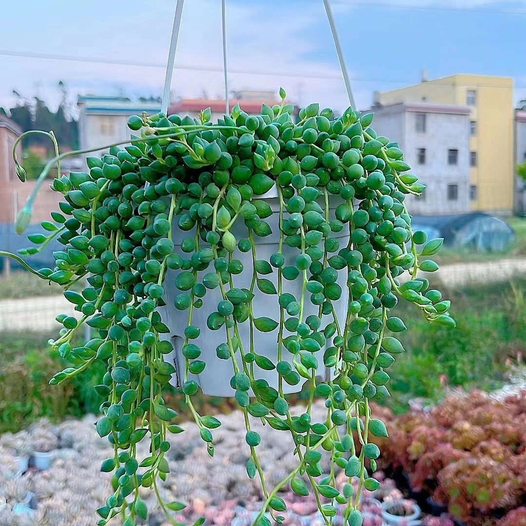 佛珠（带盆） 全场任意两单包邮 多肉植物