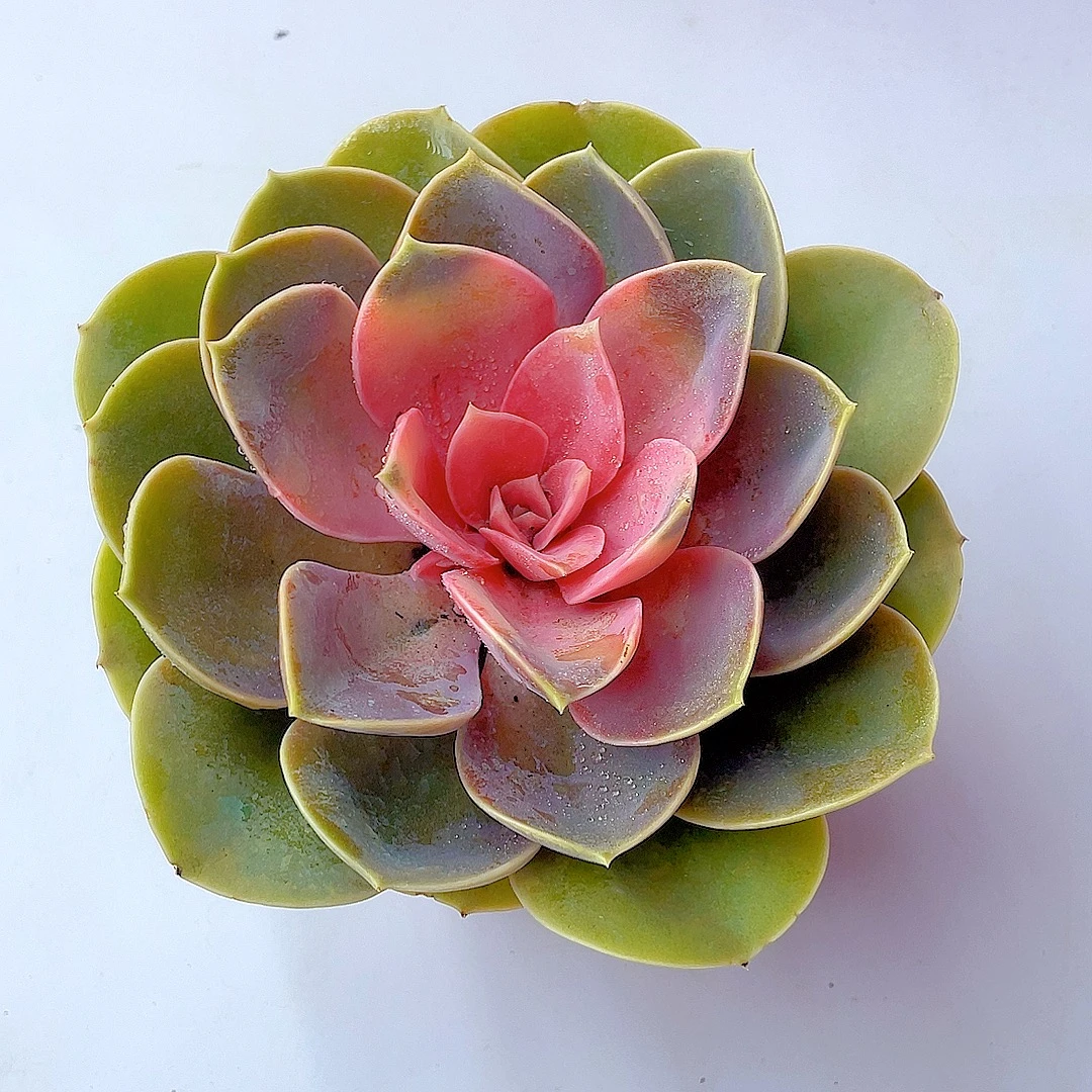 三岁家 单头牡丹仙子~两颗  脱土发   多肉植物 好看好养