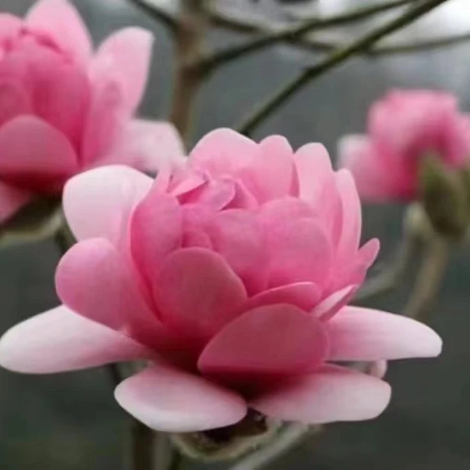 娇丹(娇芙蓉)玉兰阳台庭院盆栽地栽