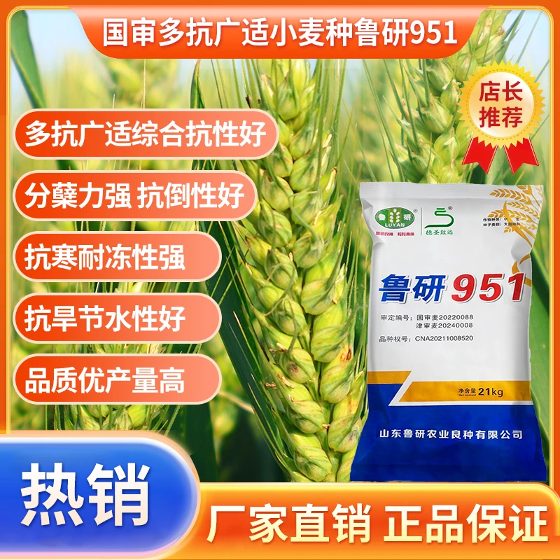 鲁研951国审精选高产小麦种适应性好 高产籽粒饱满分蘖好厂家直销