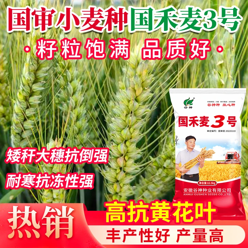 国禾麦3号国审矮杆大穗抗倒小麦籽粒饱满品质好 高抗黄花叶